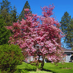 Set 2 Pink Dogwood Trees for Planting Outdoors, 6 to 12 Inc Tall in 2.5" Pot, Pink Flowering Dogwood Trees Live Plants, Pink Dogwood Tree Plants