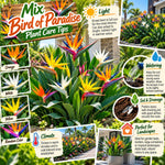 4 Mixed Bird of Paradise Live Plants, Strelitzia Reginae, 4-8 Inch Tall