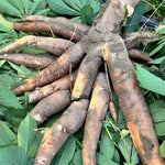 Yuca Plant Live in 4" Potted, Cassava Yuca Trees Sweet Manihot Thick Trunk Seeds Sticks for Outdoor Planting, No CA