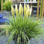 2 Dwarf Blue Pampas Grass Plants Live, 5-9 Inch Tall, Ornamental Grass Live Plants for Outdoor Landscaping