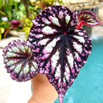 3 Packs Fire Begonia Angel Wing Maculata Live Plants, 5-9 Inch Tall, Indoor Outdoor Polka Dot Begonia