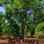 4 Hardy Pecan Tree Live Plant Bare Roots, 12 to 20 Inc Tall, Pecan Live Plant Bare Root Gardening
