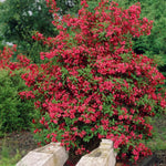 Red Weigela Shrub Plant Live, Hardy Shrub, 2-3 Ft Tall