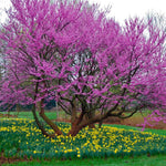 Live Redbud Tree Plant 1 Year Old for Outdoot Spring Planting, Eastern Red Bud Tree Live Plant for Planting, Zones 5 to 9