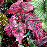 Begonia Plant Live, Colorful Begonia Plants 4-8 Inches, Decorative Houseplant for Indoor Outdoor Gardens and Containers (Red Green Foliage)