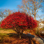 5 Dwaft Burning Bush Shrub Bare Roots, 4 to 6 Inc Tall, Live Bushes and Shrubs Outdoor Gardening Indoor Outdoor