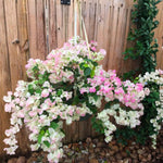 2 Bougainvillea Live Plants, Tropical Bougainvillea Flowering Vine, Fast Growing Outdoor and Container Plant, 4-8'' Tall (White Pink Blooms)