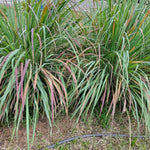 Set 800 Lemongrass Seeds for Indoor or Outdoor Growing, Fragrant Culinary Garden Seeds for Planting