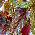 Begonia Plant Live, Colorful Begonia Plants 4-8 Inches, Decorative Houseplant for Indoor Outdoor Gardens and Containers (Pink Polka Dot Foliage)