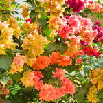 2 Bougainvillea Live Plants, Tropical Bougainvillea Flowering Vine, Fast Growing Outdoor and Container Plant, 4-8'' Tall (Mix Colors)