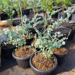 Baby Blue Eucalyptus Plant Live, Eucalyptus Tree Live, Well Rooted Starter Plants, Fragrant Foliage Ornamental Plant, 5-7 Inches Tall, Indoor Outdoor Landscape