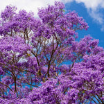 Purple Jacaranda Tree Live Plant, Jacaranda Plant Fully Rooted 6-12'' Tall, Vibrant Flowering Tree for Indoor Outdoor Gardens