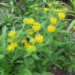 2 Butterfly Milkweed Plants Live, Asclepias Tuberosa Tropical Milkweed Flowers for Butterfly Garden, 4-9" Tall Perennials, No Pot Included (Yellow Milkweed)