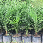 Live Palm Tree Plant in 3 Gallon Pot, No CA, Large Fully Rooted Size, Ready to Plant for Home Décor Indoor Outdoor Landscape, Rare Palm Trees, Seashore Palm