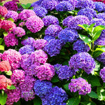 Hydrangea Plant Live Tree Dormant in Winter, Vibrant Color Bloom, 5-11" Well-Rooted Hydrangea Shrub Bush for House Planting Outdoor (Purple to Blue to Pink)