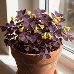 Pack 2 Oxalis Triangularis Plants Live, Purple Shamrock Plants Well Rooted for Growing Indoor Outdoor, Ornamental Oxalis 4-9 Inches