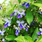 Blue Butterfly Clerodendrum Plant Live, 5-9" Tall Tropical Flowering Shrub, Clerodendrum Vine