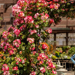 Climbing Roses Live Plants, Rose Bushes Ready to Planting, No Pot, Cut Back, Well Rooted, 6-8 Months Old (Fourth of July)