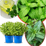 Set of 3 Mixed Mint Plants Live, Easy Grow Indoor Outdoor Herb Plants, Well Rooted Cold Hardy Herbs