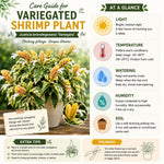2 Variegated Shrimp Plants Live, 4-7 Inc Tall, Vibrant Flower Starter Plant for Garden or Patio
