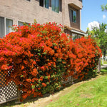 3 Bougainvillea Vine Plants, Bougainvillea Plants Live for Outdoor Landscaping and Containers, 4-7 Inch Tall Well-Rooted, No Pot (Double Red Bougainvillea)