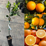 Valencia Orange Tree Live Plant in 1 Gallon Pot, 2-3 Ft Tall Citrus Fruit Tree - Sweet Orange Plant, Patio Outdoor Container Tree