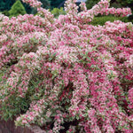 Variegated Weigela Shrub Live Plant, Outdoor Shrub, 1-2 Ft Tall
