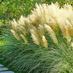 2 Dwarf Blue Pampas Grass Plants Live, 5-9 Inch Tall, Ornamental Grass Live Plants for Outdoor Landscaping