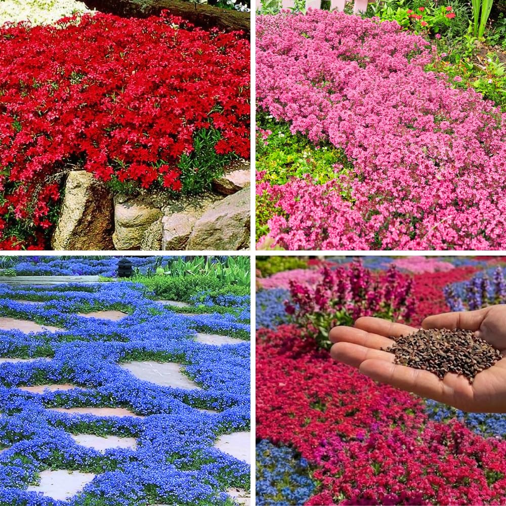 1000+ Creeping Thyme Seeds, Mix Color Creeping Thyme Seeds Ground Cover, Vibrant Blooms Garden Seed Heirloom, Perennial Flowers for Rock Gardens