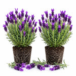 2 Spanish Lavender Plants 4–7" Tall, Fragrant Lavender Flowering Garden Plants for Patio, Containers and Backyard Landscaping
