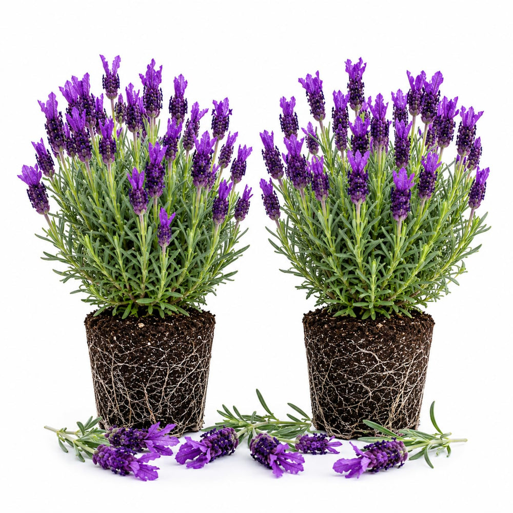 2 Spanish Lavender Plants 4–7" Tall, Fragrant Lavender Flowering Garden Plants for Patio, Containers and Backyard Landscaping
