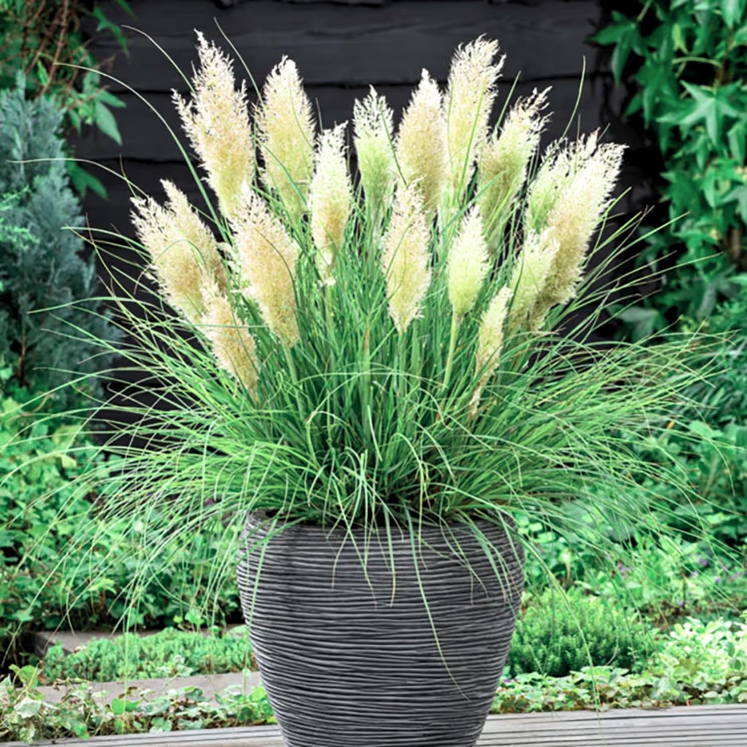 2 Dwarf Blue Pampas Grass Plants Live, 5-9 Inch Tall, Ornamental Grass Live Plants for Outdoor Landscaping
