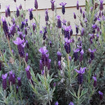 2 Spanish Lavender Plants 4–7" Tall, Fragrant Lavender Flowering Garden Plants for Patio, Containers and Backyard Landscaping