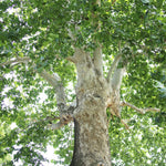 Sycamore Tree Plant Live, Quart Pot, 6 to 12 Inc Tall, Shade Tree Seedling