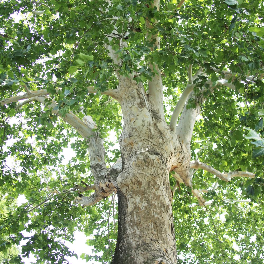 Sycamore Tree Plant Live, Quart Pot, 6 to 12 Inc Tall, Shade Tree Seedling