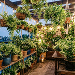 2 Night Blooming Jasmine Plants Live, Cestrum Nocturnum Plant Jasmine Climbing Plants, 5 to 7 Inc, Hanging Basket Live Plant Well Rooted