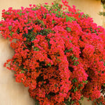 2 Bougainvillea Live Plants, Tropical Bougainvillea Flowering Vine, Fast Growing Outdoor and Container Plant, 4-8'' Tall (Doubel Red Blooms)