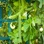 Luffa Plant, 4 Inch Pot Loofah Gourd Vine for Garden Planting, 4–8” Tall Starter Vegetable Plant
