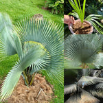 Live Palm Tree Plant in 3 Gallon Pot, No CA, Large Fully Rooted Size, Ready to Plant for Home Décor Indoor Outdoor Landscape, Rare Palm Trees, Giant Palm