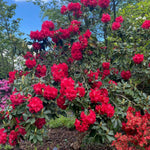 Red Azalea Plants Live Tree for Outdoor Growing, 9 Months Old Starter Size, Azaleas Rhododendron Flower Vibrant Color Spring Planting