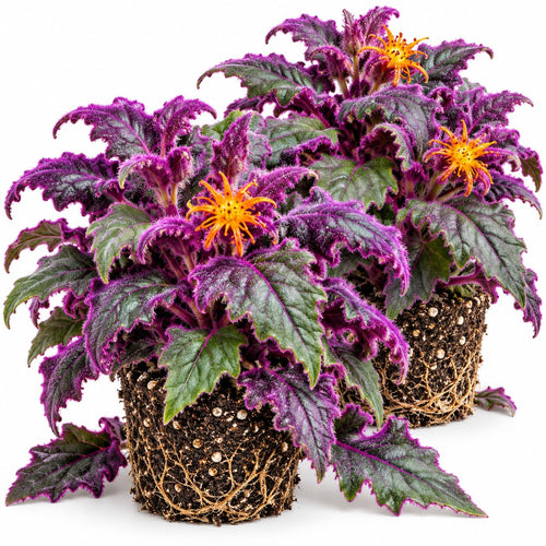 2 Gynura Purple Passion Plants Live, Indoor Houseplant, 4-8 Inch Tall