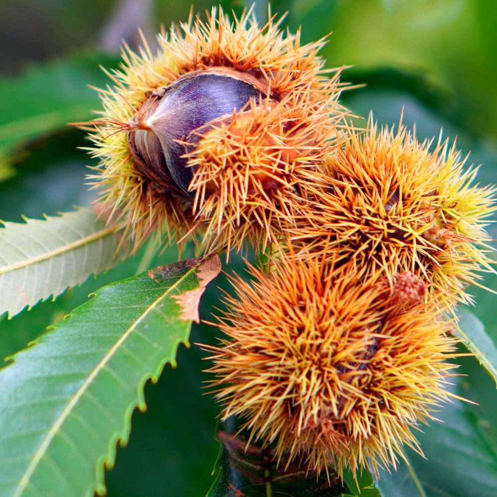 2 Chestnut Trees Bare Roots 2–3 Feet, Hardy Nut Tree Starter, Outdoor Orchard and Landscape Tree