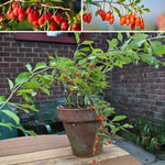 Goji Berry Plant Live, Half Gallon Pot Pot, 8-12 Inch Tall Cold Hardy Fruit Plant, Red Berry Fruit Tree