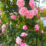 Live Pink Climbing Roses Plant, Starter Climbing Rose Bush Plant, 4-7" in Tall for Spring Planting