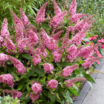 2 Vibrant Buddleia Butterfly Bush Plants Live, Butterfly Bushes Plant for Outdoor Garden, 5 to 9 Inch Tall Perennial Coloful Flowers Plant, No Pot (Random)