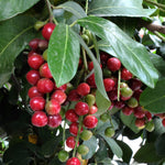 2 Cherry Laurel Shrubs Trees Live Plants, 1-2 Feet Dormant Bush Hedge Bare Roots Seedlings, Winter Hardy, Zones 6–9