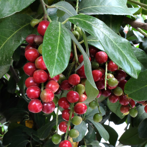 2 Cherry Laurel Shrubs Trees Live Plants, 1-2 Feet Dormant Bush Hedge Bare Roots Seedlings, Winter Hardy, Zones 6–9