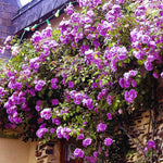 Rose Bush Live Plant, Rose Plant Live for Planting, 5-10 Inch Tall, Fragrant Flowers Well Rooted Starter Plant Indoor Outdoor (Purple Rose)