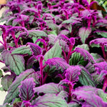 2 Purple Passion Live Plants, Gynura Purple Velvet Passion Plants, 4-8 Inches, Indoor Outdoor Planting