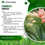 2 Mix Pampas Grass Plants Live, 5-9 Inch Tall, Ornamental Grass Live Plants for Outdoor Landscaping